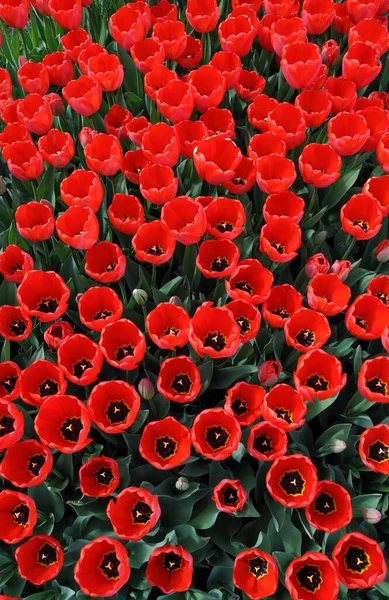 Вид Зверху Красиві Червоні Весняні Тюльпани Повному Розквіті Ліцензійні Стокові Фото