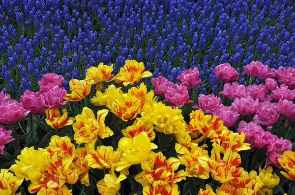 Барвисті Ряди Весняних Тюльпанів Квітів Мускарі Стокове Фото
