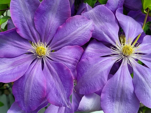Κοντινό Πλάνο Δύο Όμορφων Μοβ Λουλουδιών Κληματίδα — Φωτογραφία Αρχείου
