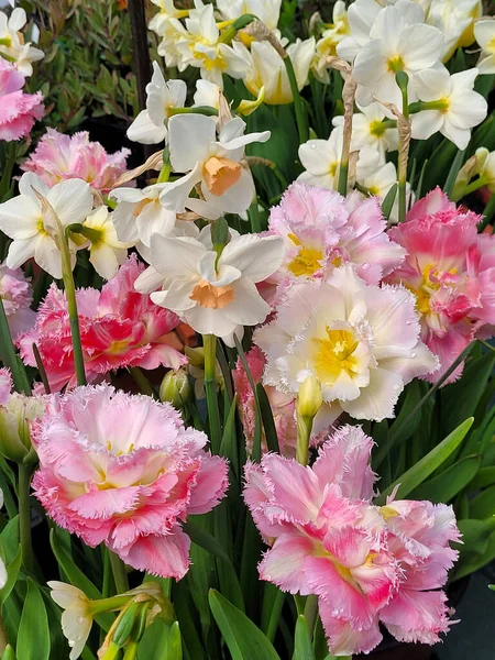 Lindos Narcisos Brancos Tulipas Penas Rosa Exibição — Fotografia de Stock