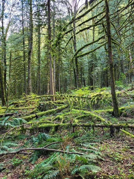 Forêt Tropicale Verte Luxuriante Colombie Britannique Canada — Photo