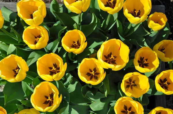 Blick Von Oben Auf Schöne Gelbe Frühlingstulpen — Stockfoto