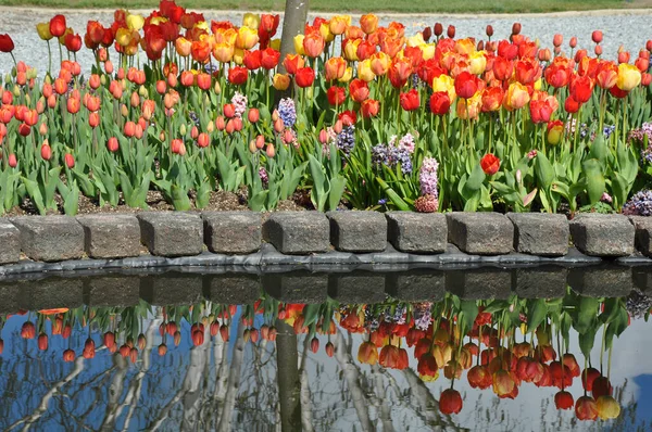 Барвисті Весняні Тюльпани Відображені Ставку Стокова Картинка