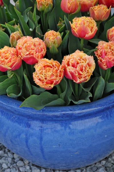 Bellissimi Tulipani Frangia Arancioni Fioriera Ceramica Blu — Foto Stock