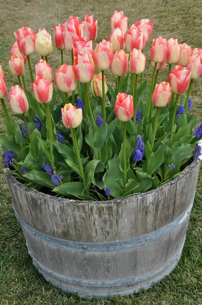 Beautiful Pink Yellow Striped Tulips Old Wooden Barrel Planter — 스톡 사진