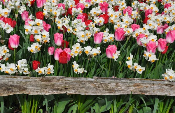 Härliga Vita Påskliljor Och Rosa Tulpaner Växer Vid Gamla Trästaket — Stockfoto