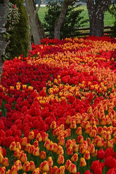 Frühlingsgarten Gefüllt Mit Schönen Orangen Und Roten Tulpen — Stockfoto