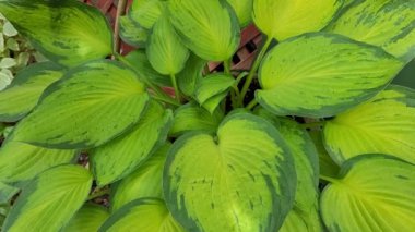 Yemyeşil yeşil ANABİLGA yaprakları