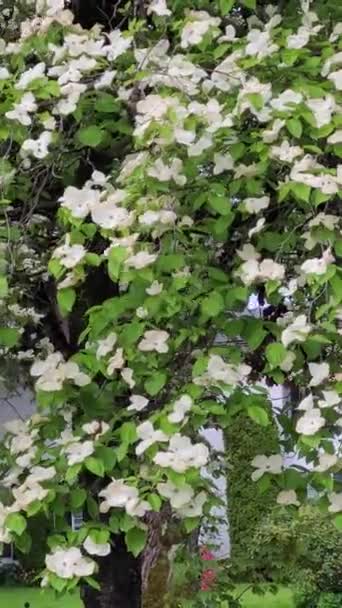 Mooie Witte Dogwood Bloemen Wind — Stockvideo