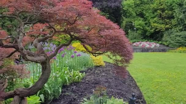 Japanischer Ahorn Botanischen Garten Des Frühlings — Stockvideo