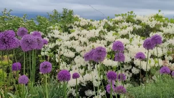 Flores Alium Púrpura Rodendros Blancos Primavera — Vídeos de Stock