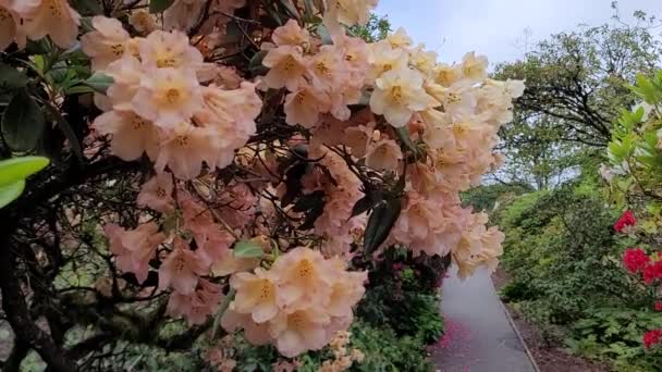 Schöne Pfirsichfarbene Rhododendron Blüten Frühling — Stockvideo
