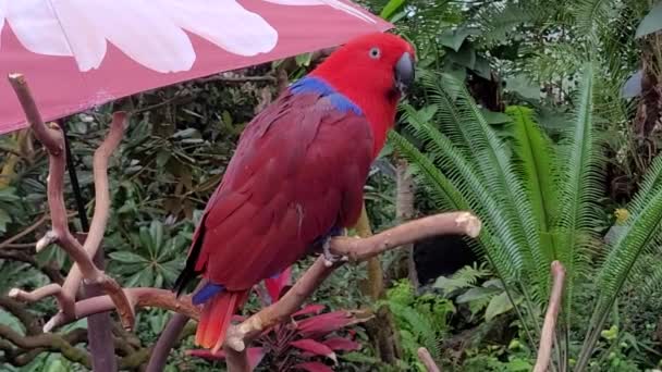 Güzel Kırmızı Eklektus Papağanı Brentte Oturuyor — Stok video