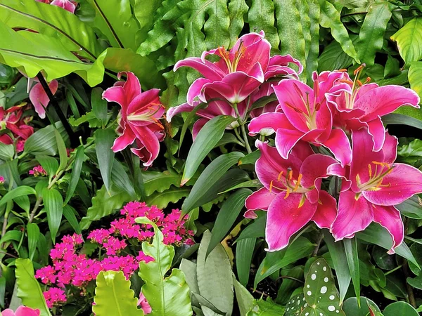 Пишний Тропічний Сад Наповнений Рожевими Ліліями Stargazer Іншими Екзотичними Рослинами — стокове фото