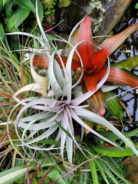 Twee Kleurrijke Tropische Planten Botanische Tuin — Stockfoto