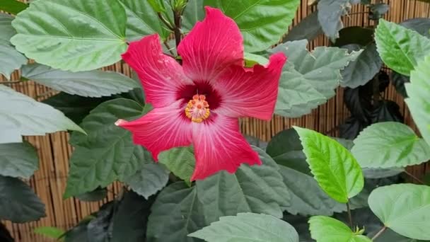 Frumoasă Floare Hibiscus Roșie — Videoclip de stoc