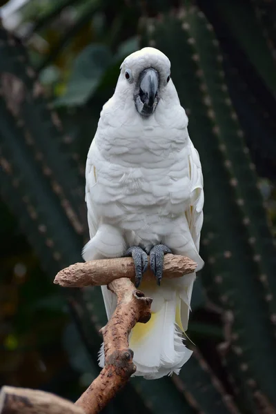 Dalda Oturan Sevimli Beyaz Papağan Kuşu — Stok fotoğraf