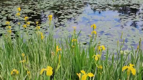 Vackra Iris Blommor Växer Bredvid Våren Damm — Stockvideo
