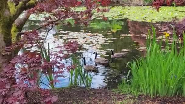 Canada Geese Swimming Colorful Botanical Garden Pond — Stock Video
