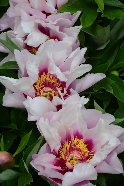 Три Прекрасных Розовых Белых Цветущих Пиона — стоковое фото