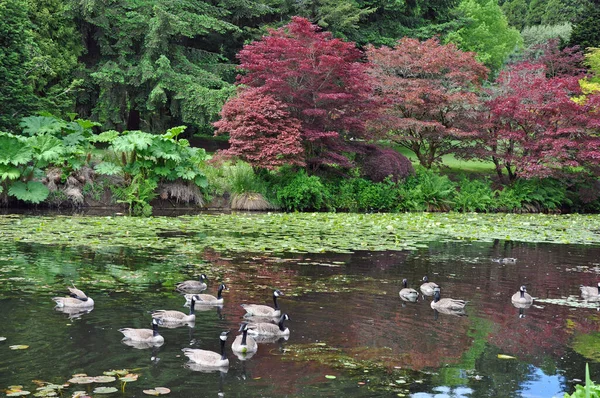 Manada Gansos Canadá Nadando Estanque Jardín Botánico — Foto de Stock