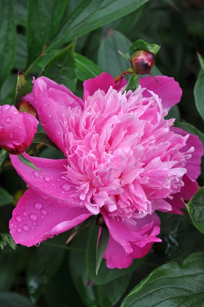 Schöne Rosa Pfingstrosen Mit Wassertropfen Bedeckt — Stockfoto