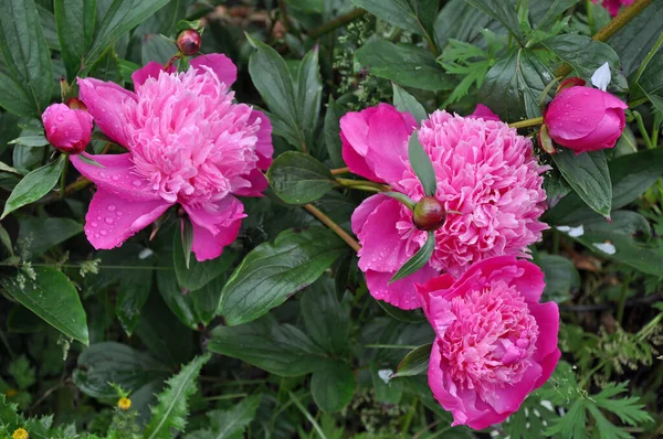 Красиві Рожеві Квіти Півонії Вкриті Водяними Пагонами Ліцензійні Стокові Зображення