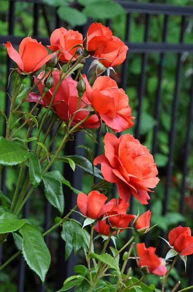 黒鉄のフェンスの横に成長する美しい新しい赤い春のバラ — ストック写真