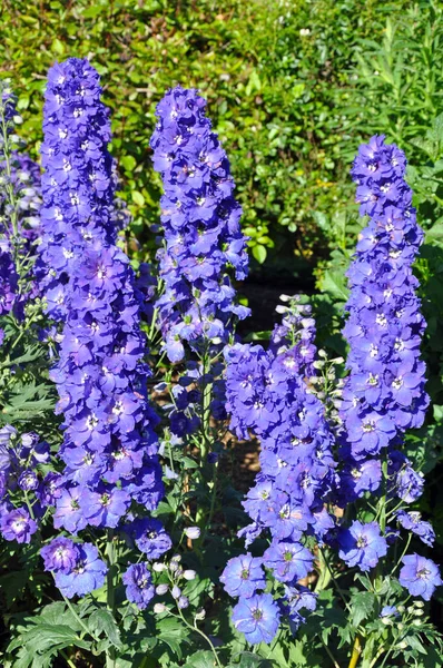 Beautiful Purple Delphinium Flowers Early Summer Garden — ストック写真