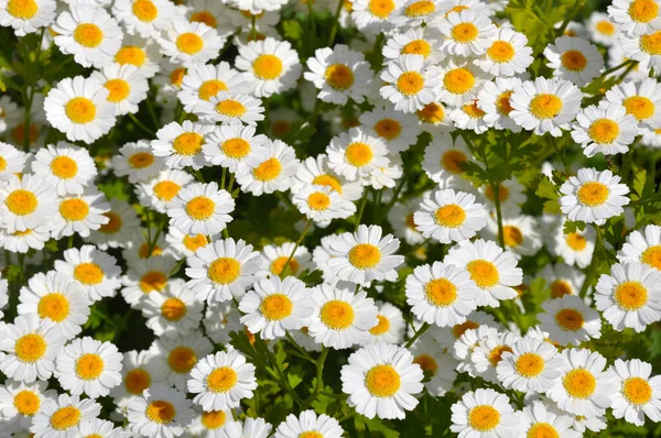 Kleine Weiße Gänseblümchen Blühen Sommer — Stockfoto