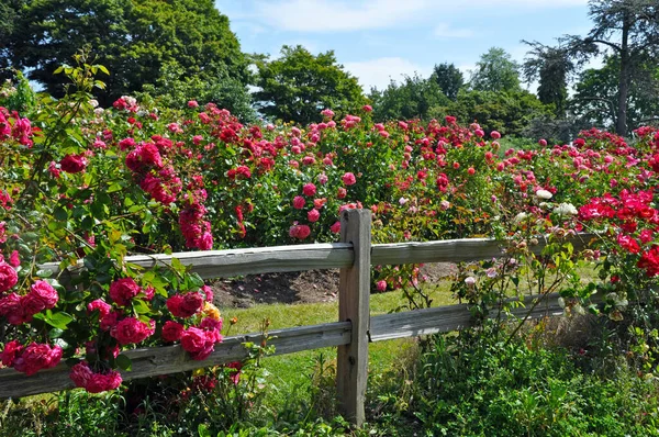 Giardino Botanico Pieno Colorate Varietà Rose Estate — Foto Stock