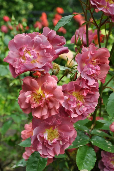 Beautiful Pink Roses Perfect Bloom — ストック写真