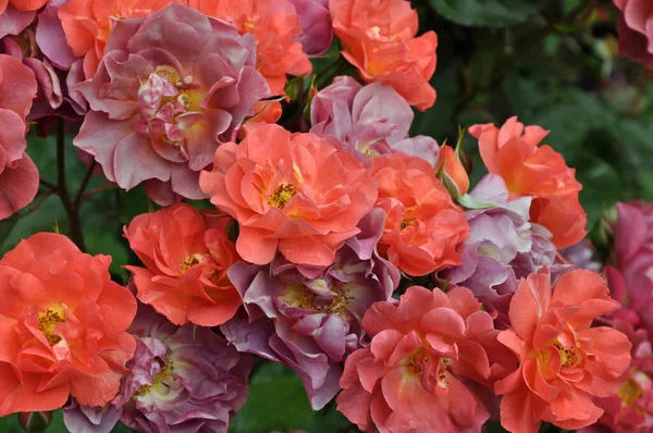 Beautiful Pink Orange Roses Perfect Bloom — Stock Photo, Image
