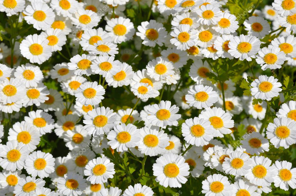 Little white daisy flowers in summer