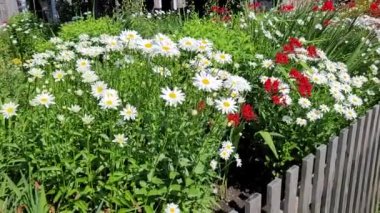 Yaz melteminde güzel beyaz papatyalar