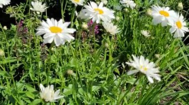 Yaz melteminde güzel beyaz papatyalar