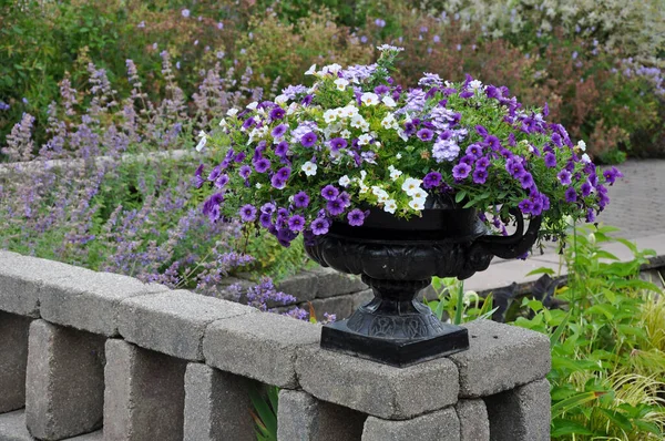 Beautiful Purple White Petunias Black Planter — Stock fotografie