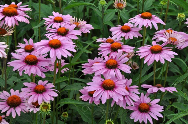 Beautiful Purple Echinacea Flowers Summer Bloom — ストック写真