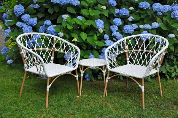 Two White Rattan Chairs Beautiful Hydrangea Garden — Stock Fotó