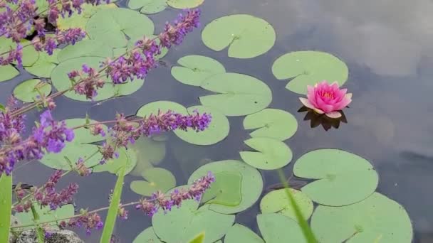 Pink Lotus Flower Lilypads Spring Pond — Vídeo de Stock