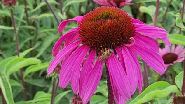 Пчела Собирает Нектар Розового Цветка Эхинацеи — стоковое видео
