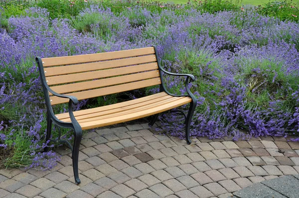 Wooden Bench Lavender Garden — Stock Photo, Image