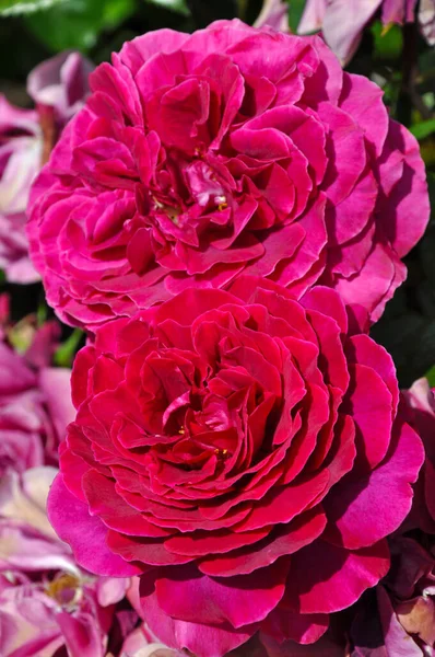 Dwie Czerwone Róże Kwiatowe Piękno Pełnym Rozkwicie — Zdjęcie stockowe