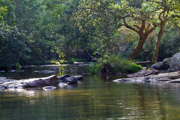 Rio correndo na Floresta — Fotografia de Stock