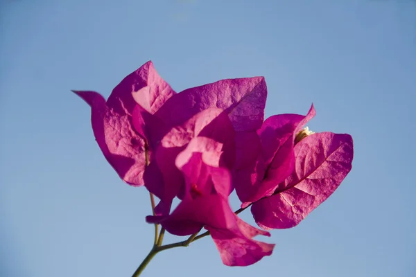 Bunch of Red Bougainvillea — Stock Photo, Image