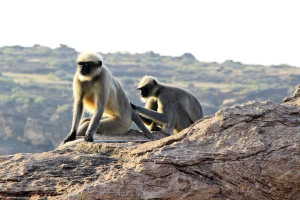 Monkey Activities — Stock Photo, Image