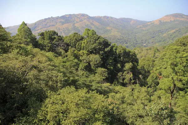 Bosque Verde, Montaña Roja —  Fotos de Stock