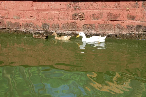Trio de canard de natation — Photo