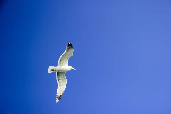 Seagull Gliding in sky — Stock Photo, Image