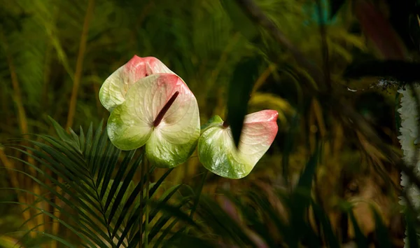 Duas Flores Multicoloridas Pintores Paleta Antúrio Republic Day Flower Show — Fotografia de Stock